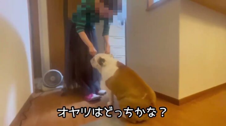 新ワザ特訓中🐶#ブルドック#犬 #おもしろ