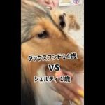 【犬生初のハプニング】ダックスフンド14歳が1歳のシェルティにやられる。#shorts　2022年7月22日