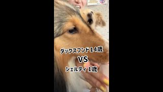 【犬生初のハプニング】ダックスフンド14歳が1歳のシェルティにやられる。#shorts　2022年7月22日