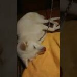 秋田犬シロ 見てるだけで眠くなる癒しの動画 20220716