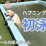 【ラブラドール#62】ハプニング続きのほろ苦初泳ぎ…！　ラブラドールレトリバー　labrador retriever 大型犬   温泉　子犬　溺れた　ドッグラン　dog park