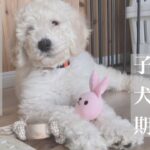 『大型犬しか勝たん』大型犬の子犬のかわいいところ7選