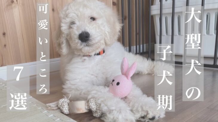 『大型犬しか勝たん』大型犬の子犬のかわいいところ7選