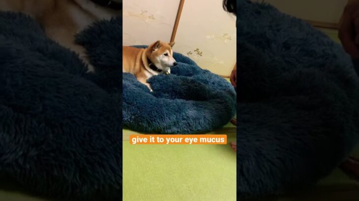 柴犬福 目やに取ってもらう犬😂 Eye mucus dog🤣#tiktok #柴犬 #shorts #shibainu #dog #いぬ #かわいい #funny #おすすめ #cute