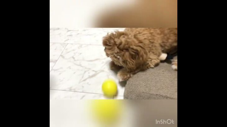 おもちゃ二刀流#犬 #dog #ペット #マルプー #可愛い #癒し #くつろぎ