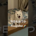 カイちゃんに励まされて今日も寝る#日本スピッツ #犬動画 #スピッツ犬 #スピッツ #doglife #犬動画 #犬のいる暮らし #犬のいる生活 #癒し #もふもふ