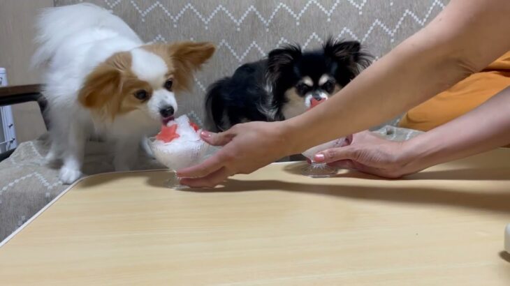 【ハプニングあり】犬はかき氷を食べるのか？[元保護犬チワワとパピヨンのかほご犬s]犬のいる暮らし/愛犬と楽しく過ごすために