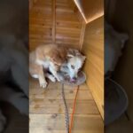 子犬の「ミッキー」トライアルへ🥰 #shorts #ちび天 #保護犬 #子犬 #野犬 #まるで親子 #かわいい犬