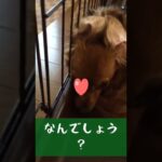 この生き物はなんでしょう？#shorts #cute#funny#かわいい #おもしろ#dog #犬#いぬ #チワックス