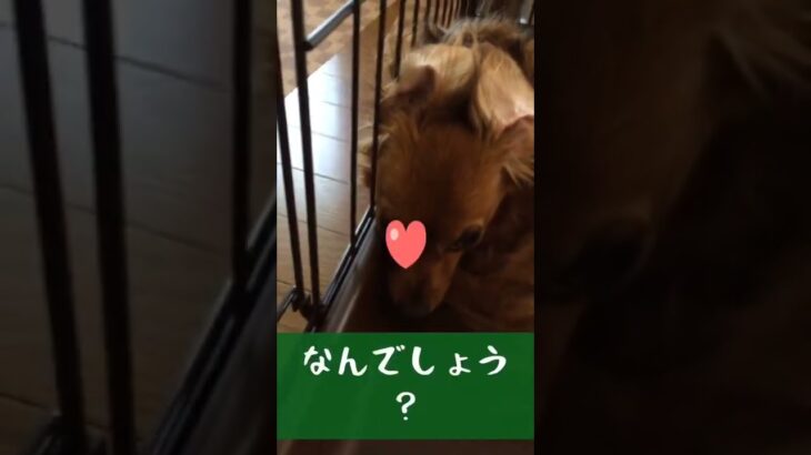 この生き物はなんでしょう？#shorts #cute#funny#かわいい #おもしろ#dog #犬#いぬ #チワックス