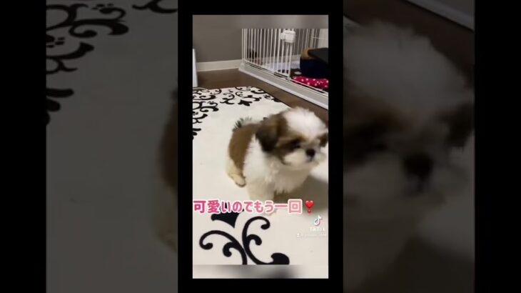 tiktokでバズった❣️シーズーじんたん😚お手練習中、、#子犬 #かわいい #tiktok