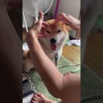 ヘッドマッサージでへらへらする柴犬　#柴犬 　#おもしろ動画犬 #ヘッドスパ