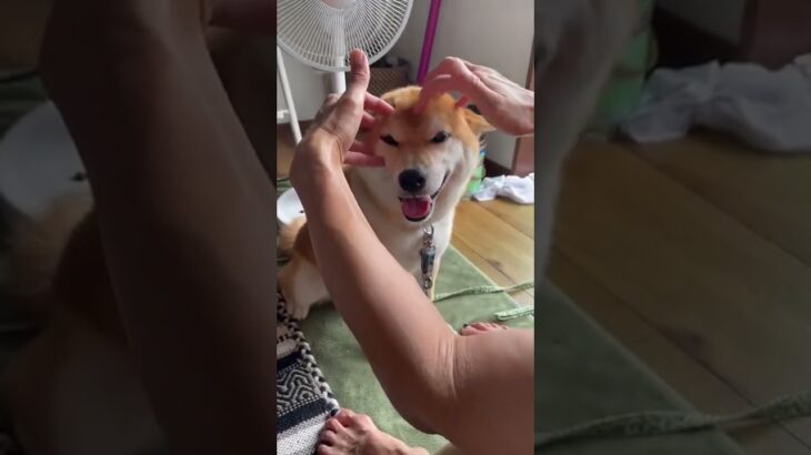 ヘッドマッサージでへらへらする柴犬　#柴犬 　#おもしろ動画犬 #ヘッドスパ