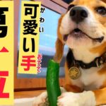 ビーグル犬の得意なこと