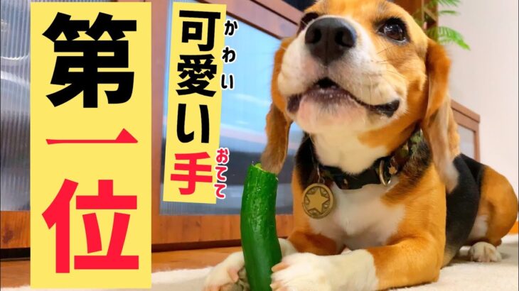 ビーグル犬の得意なこと