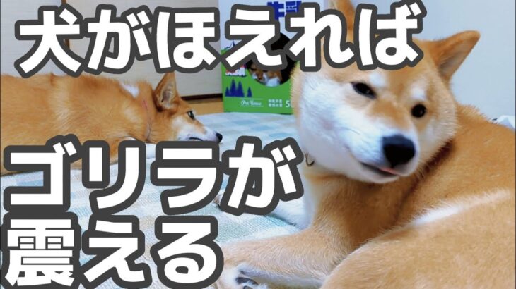 【犬猫アテレコ】ゴリラが震える