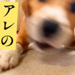 ビーグル犬が 個性的に召し上がる