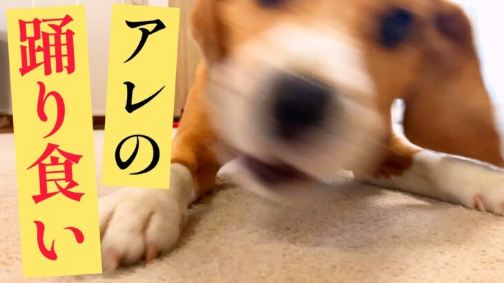 ビーグル犬が 個性的に召し上がる