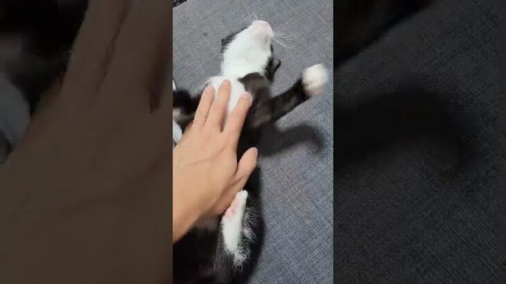 猫ねこ猫いぬ猫ねこ犬かわいい