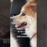 「癒し」車でお出かけで張り切ってるけど爪切りに行くのよ😭🙏笑#犬との生活#癒し犬 #保護犬