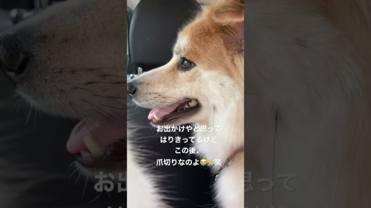 「癒し」車でお出かけで張り切ってるけど爪切りに行くのよ😭🙏笑#犬との生活#癒し犬 #保護犬