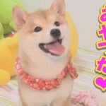 最近、おやつの味を知った、子犬の嬉しそうな顔が可愛い❤