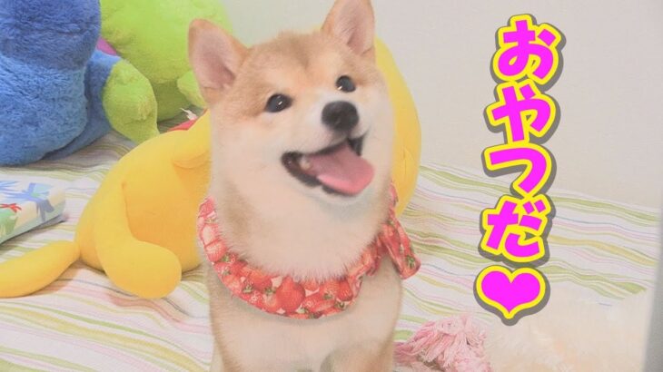 最近、おやつの味を知った、子犬の嬉しそうな顔が可愛い❤