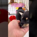 豆柴子犬🎶ハッピーになったよ❣️かわいい甘えん坊さん😍まめしば亭ブログvlog #shorts