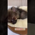 【癒し】10秒で笑顔になってしまう子犬の寝顔　#shorts #pomeranian #dogs #ポメラニアン #子犬