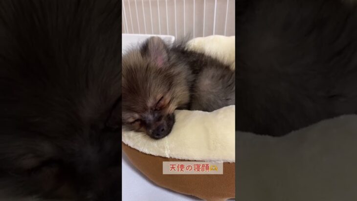 【癒し】10秒で笑顔になってしまう子犬の寝顔　#shorts #pomeranian #dogs #ポメラニアン #子犬