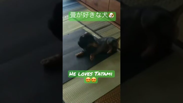 畳が好きな犬🤣/He loves Tatami so much❗️ #tatami #dog #pets #畳 #fyp #かわいい #かわいい犬 #ミニチュアダックス #cute #面白い