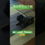 畳が好きな犬🤣/He loves Tatami so much❗️ #tatami #dog #pets #畳 #fyp #かわいい #かわいい犬 #ミニチュアダックス #cute #面白い