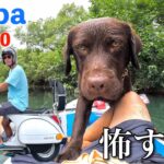 【Vespa PX250】ハプニング続出！？ベスパに乗って犬と川遊び！！
