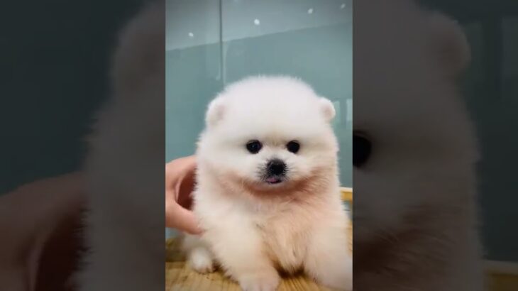 犬　かわいい dog cute