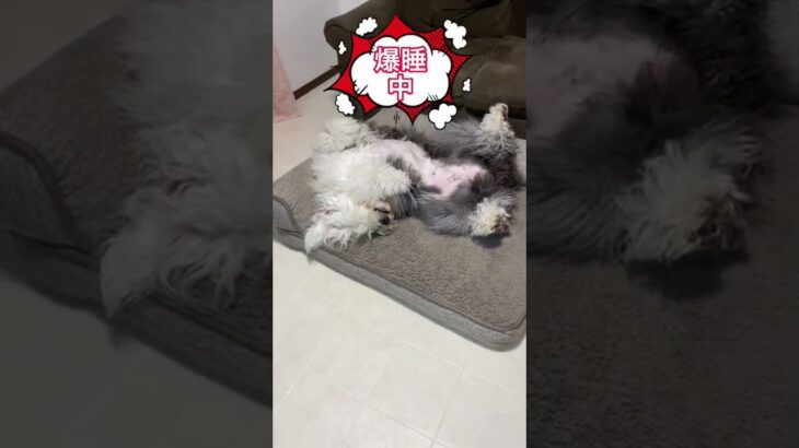 オハナ爆睡中　#オールドイングリッシュシープドッグ #oldenglishsheepdog #犬 #dog #shorts #かわいい  #爆睡 #もふもふ #オハナとパトラ #大型犬 #癒し