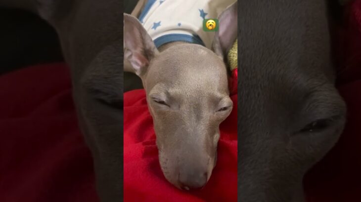 眠いねたびちゃん#shorts #dog #dogs #short #pets #ペット #犬 #子犬 #かわいい #癒し #funny #cute #イタグレ #italiangreyhound