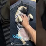 マッサージ大好きパグ、おこめちゃん…ヘソ天で眠気と格闘しております。。おやすみ🌙 #shorts #puglife #dog