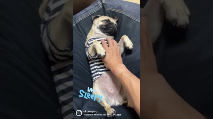 マッサージ大好きパグ、おこめちゃん…ヘソ天で眠気と格闘しております。。おやすみ🌙 #shorts #puglife #dog