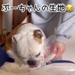 ブルドッグ生地に大喜び？笑🐶#かわいい #おもしろ #犬