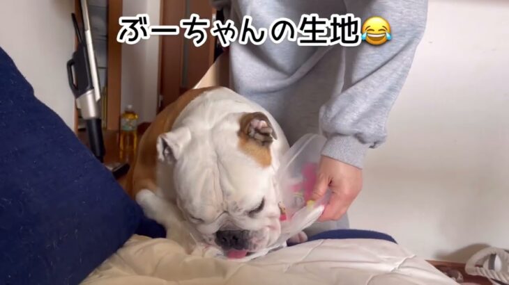 ブルドッグ生地に大喜び？笑🐶#かわいい #おもしろ #犬