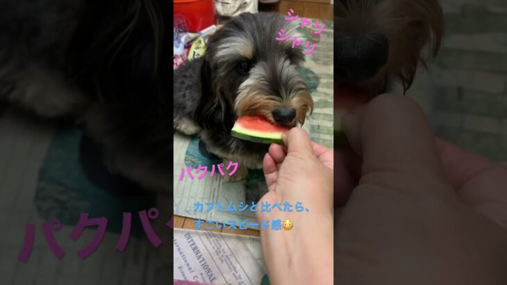 ひたすらスイカを食べる犬、最後にガブッ