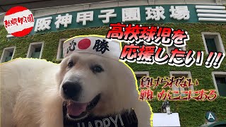 高校球児に熱い応援を頑張った超大型犬のゆうたがおもしろかわいい動画グレートピレニーズ【成犬】