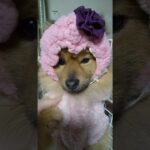 かわいい犬