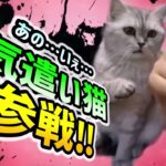 【犬 猫】爆笑おもしろワンちゃんネコちゃん全員参戦‼