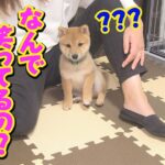 【大爆笑】大きな勘違いをしている子犬が可愛い❤