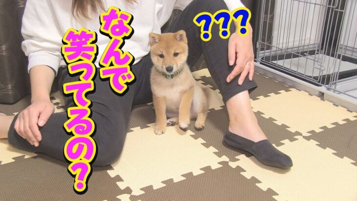 【大爆笑】大きな勘違いをしている子犬が可愛い❤