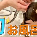 子犬、初めてのお風呂で大ハプニング！！無事に入浴なるか！？【チワックス】