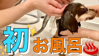 子犬、初めてのお風呂で大ハプニング！！無事に入浴なるか！？【チワックス】