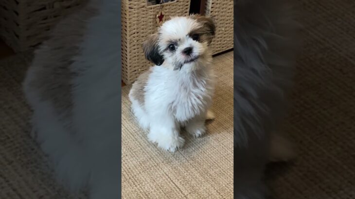 シーズーの子犬に見つめられる10秒🥹