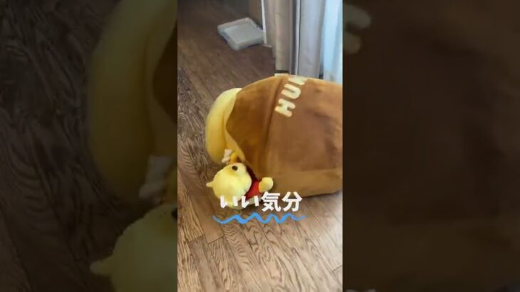 イイ気分を表現した？回転出来ます。ミックス犬13歳 #おもしろ犬動画